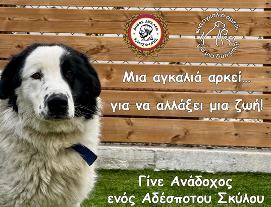 Μια αγκαλιά αρκεί… για να αλλάξει μια ζωή! Γίνε Ανάδοχος ενός Αδέσποτου Σκύλου