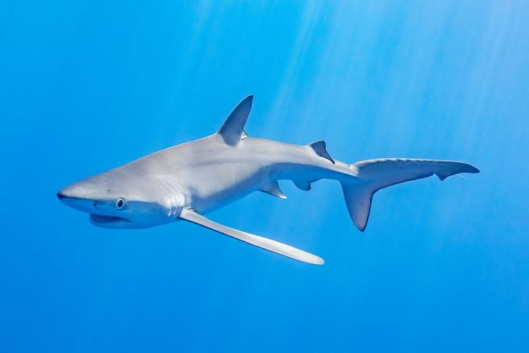 Γαλάζιος καρχαρίας, Μύτικας Αιτωλοακαρνανίας