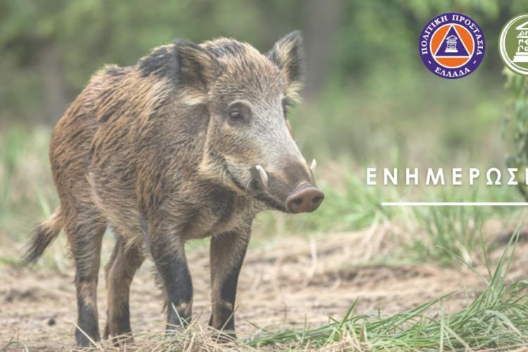 Σχετικά με την εμφάνιση άγριων ζώων στο Ποικίλο Όρος