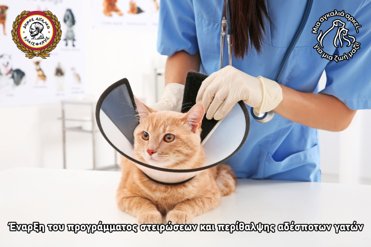Έναρξη του προγράμματος στειρώσεων και περίθαλψης αδέσποτων γατών του Δήμου Αιγάλεω