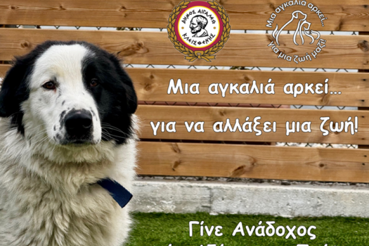 Μια αγκαλιά αρκεί… για να αλλάξει μια ζωή! Γίνε Ανάδοχος ενός Αδέσποτου Σκύλου
