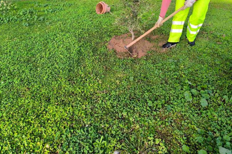 Δήμος Χαϊδαρίου - Δενδροφύτευση στο Παλατάκι