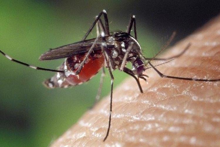 Γιατί κάποιοι άνθρωποι τραβούν περισσότερο τα κουνούπια; Οι επιστήμονες απαντούν