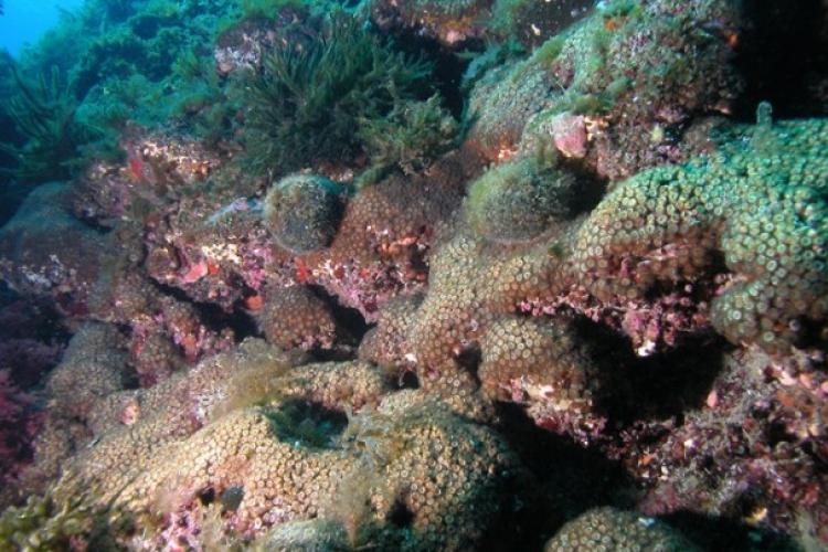 Τα κοράλλια της Μεσογείου καταστρέφονται από τη βιομηχανική ρύπανση 
