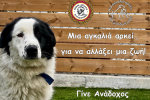 Μια αγκαλιά αρκεί… για να αλλάξει μια ζωή!  Γίνε Ανάδοχος ενός Αδέσποτου Σκύλου