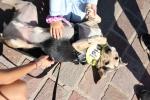 Το 8ο A Day With My Pet στο Περιστέρι, Pet City, topetmou