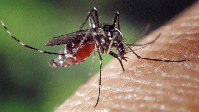 Γιατί κάποιοι άνθρωποι τραβούν περισσότερο τα κουνούπια; Οι επιστήμονες απαντούν